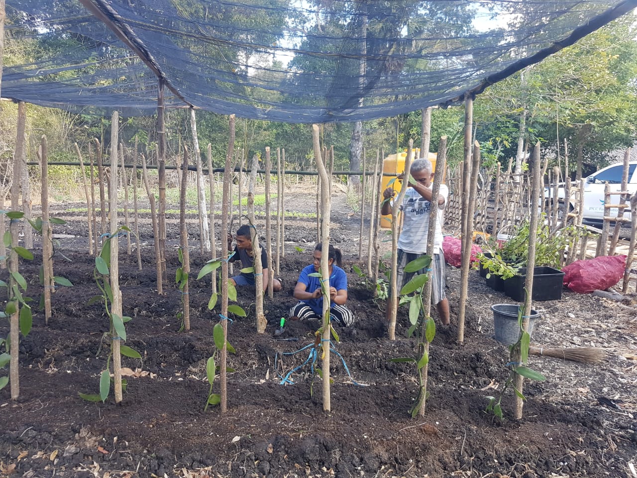 Copy of Tunbaun - Vanili 1