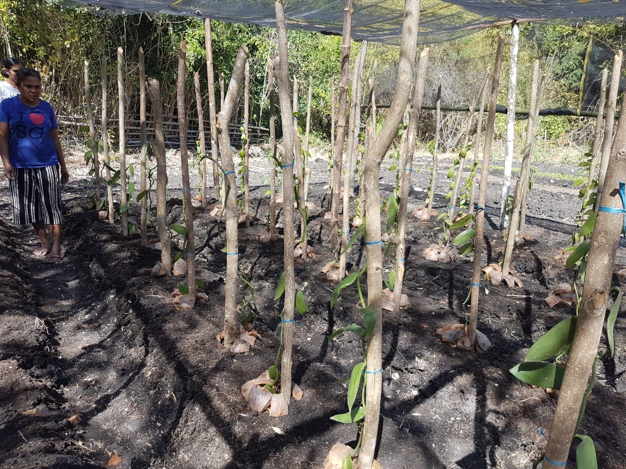 Copy of Tunbaun - Vanili 2